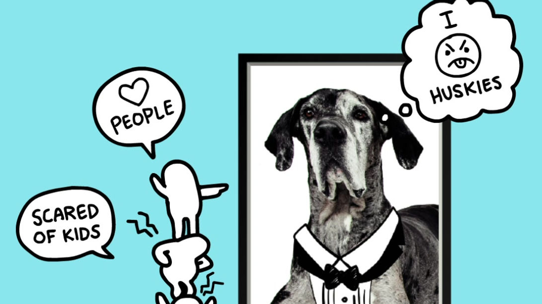 Bubby Dog Academy Intro Video